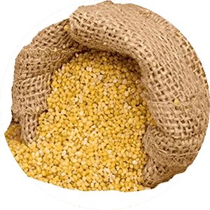 Foxtail millet vermicelli