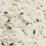 Bugs in rice
