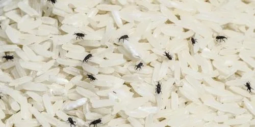 bugs in rice There are 6 various methods to get rid of weevils or grain pests from your spices and grains.